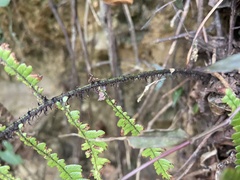 Dryopteris lepidopoda