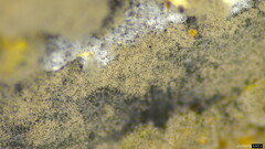 Xylariaceae