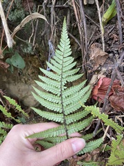 Dryopteris lepidopoda