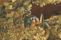 Camponotus confusus