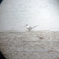 Sterna hirundo hirundo