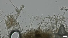 Xylariaceae