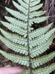 Dryopteris lepidopoda