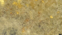 Xylariaceae