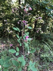 Lespedeza thunbergii