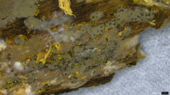 Xylariaceae