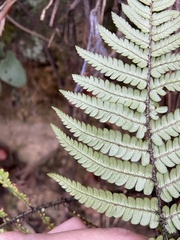 Dryopteris lepidopoda