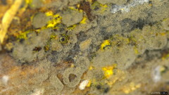 Xylariaceae