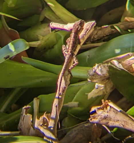 Cordillera Central Stout Anole, Anolis shrevei