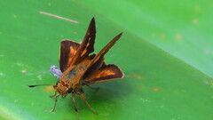Parnara amalia