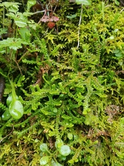 Selaginella douglasii