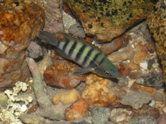 Abudefduf bengalensis