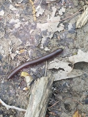 Narceus americanus