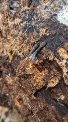 Mycena