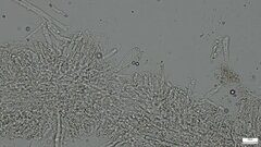 Mycena