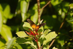 Heliconius hecale