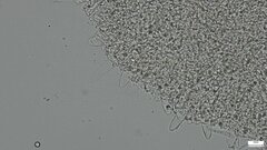 Mycena