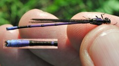 Argia fumipennis