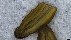 Mycena