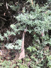 Phonognatha graeffei