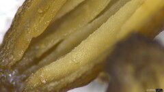 Mycena