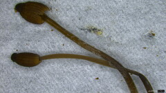 Mycena