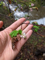 Ribes sanguineum