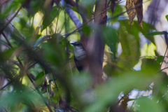 Pheugopedius fasciatoventris