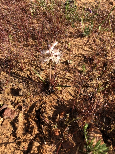 Lachenalia juncifolia