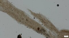 Mycena