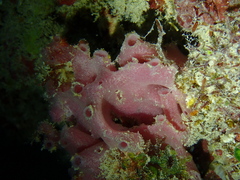 Calcarea