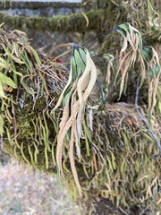 Pyrrosia polydactylos