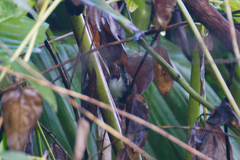 Pheugopedius fasciatoventris