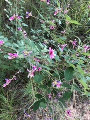 Lespedeza thunbergii