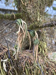 Pyrrosia polydactylos