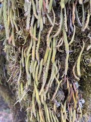 Pyrrosia linearifolia