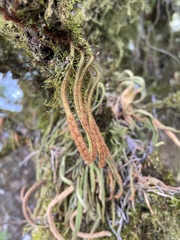 Pyrrosia linearifolia