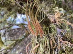 Pyrrosia linearifolia