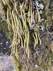 Pyrrosia linearifolia