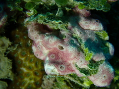 Didemnum membranaceum