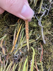 Pyrrosia linearifolia