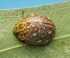 Paropsis marmorea
