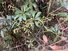 Pieris japonica taiwanensis