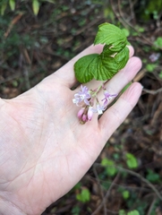 Ribes sanguineum