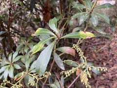Pieris japonica taiwanensis