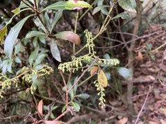 Pieris japonica taiwanensis