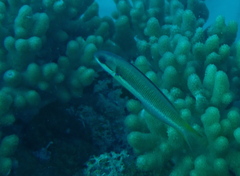 Thalassoma amblycephalus