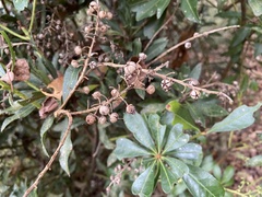 Pieris japonica taiwanensis