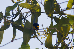 Euphonia minuta