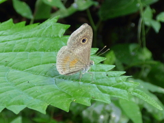 Perophthalma tullius
